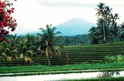 Voyage sur-mesure, Mont Batukaru